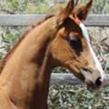 HHSA Champion Foal