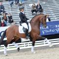 First Ampere Bronze Medal at 2016 Bundeschampionate
